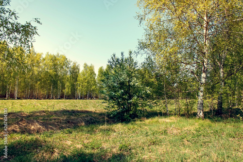 Fototapeta Naklejka Na Ścianę i Meble -  Birch trees on a sunny summer day.