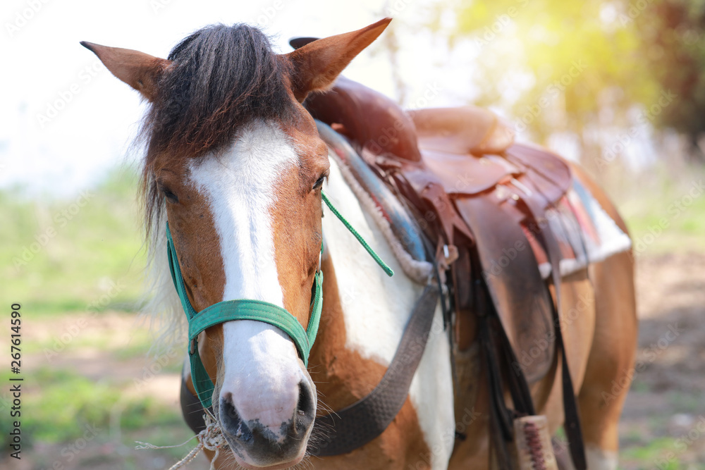 Close up of smart horse Close up of smart horse