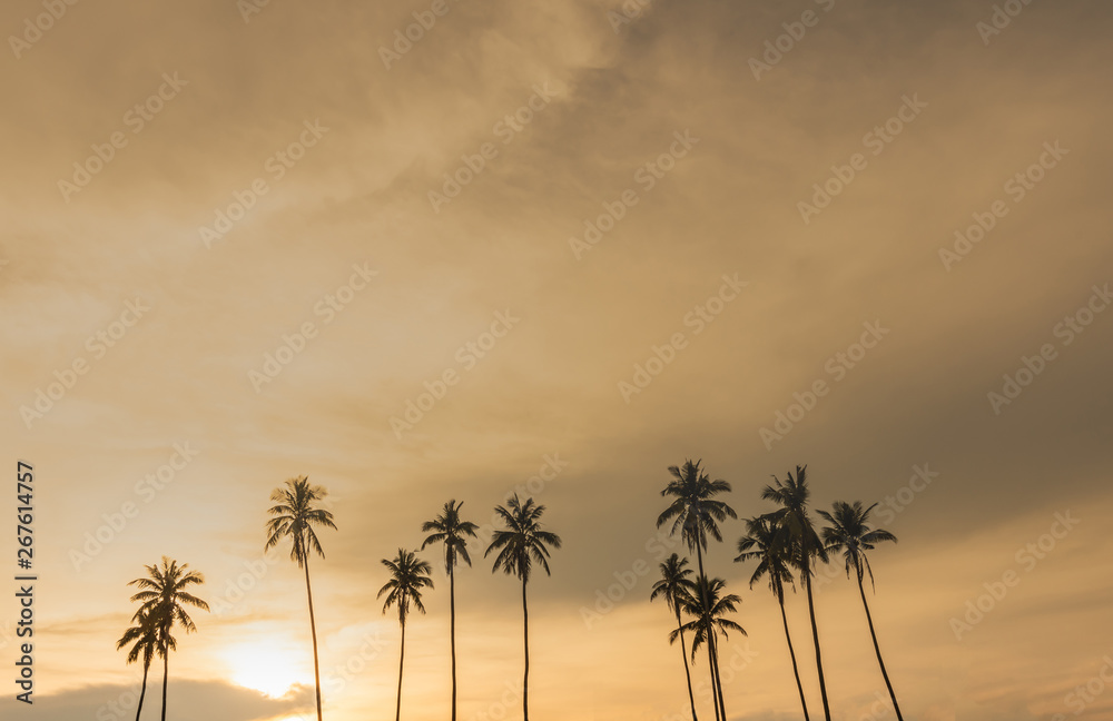 Coconut tree  on time colorful sunset.