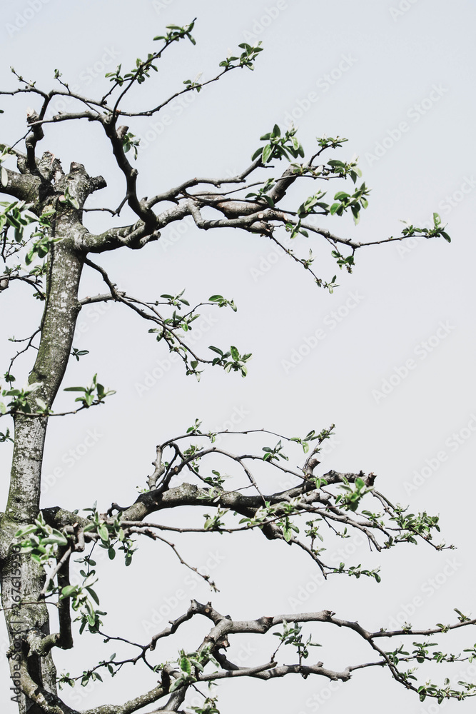 Fototapeta premium detail of pruned quince tree