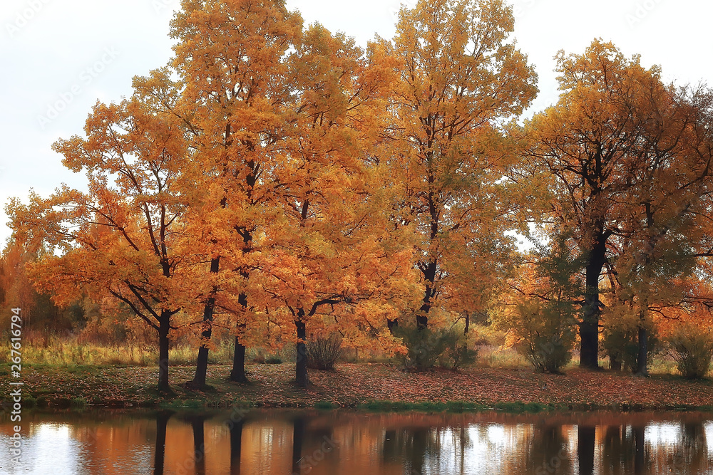 pond in an autumn park / landscape by the water in  autumn forest, reflections of autumn trees and twigs  the water of a cold pond. Fallen leaves water. Leaf fall on a pond  city park