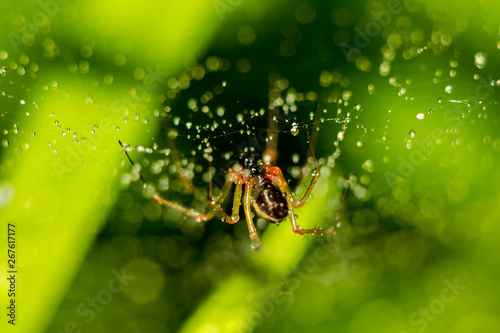 Little spider on a web with water drops on a green background