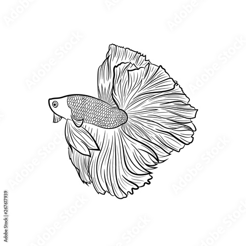 Black and white line vector drawing of male siamese fighting fish on isolated white background. Using for logo , print , website and etc.