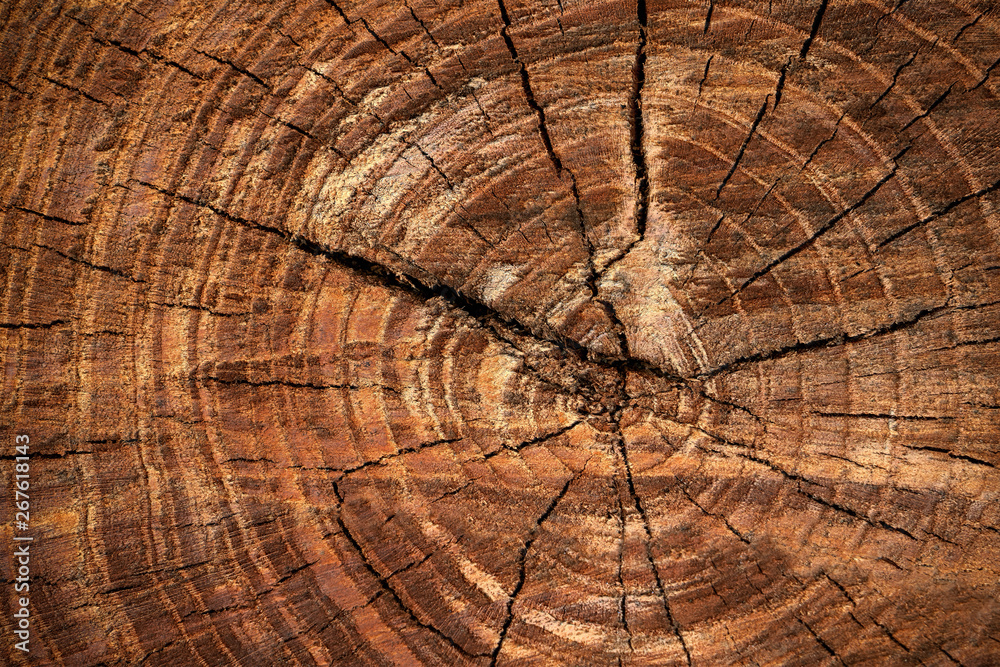Naklejka premium Wooden surface of cut tree. Section of the trunk with annual rings. Ring texture pattern and cracks