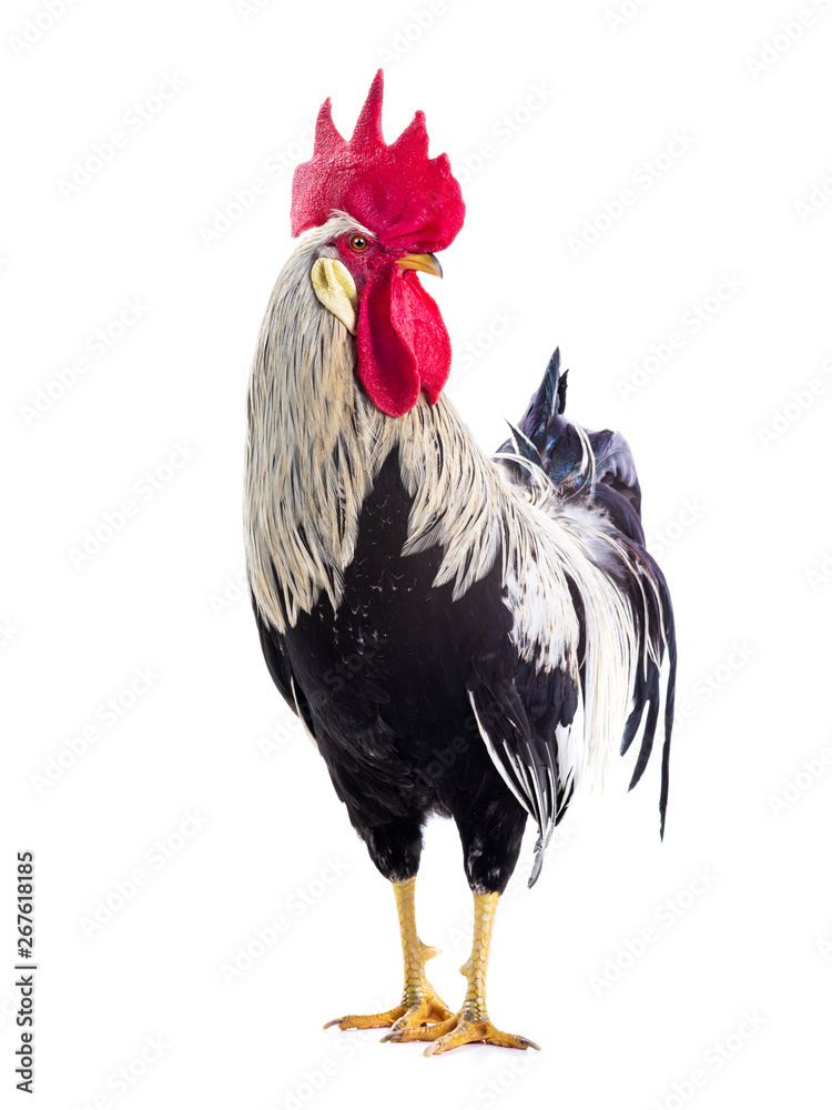 rooster isolated - obrazy, fototapety, plakaty 