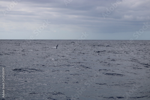 Sich tummelnde Delphine in den Gewässern vor Gran Canaria. Spanien