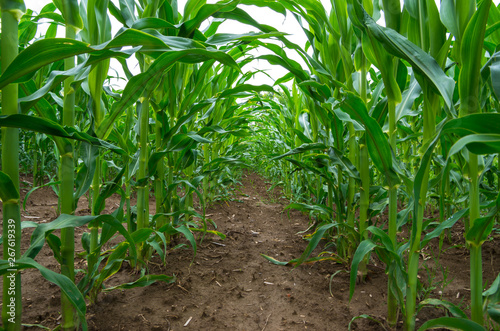 Maize field close up. Corn plants growing in cultivated agricultural field.