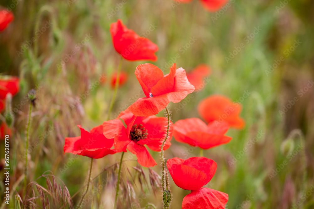 Obraz premium Red poppiees in yellow wheat field.