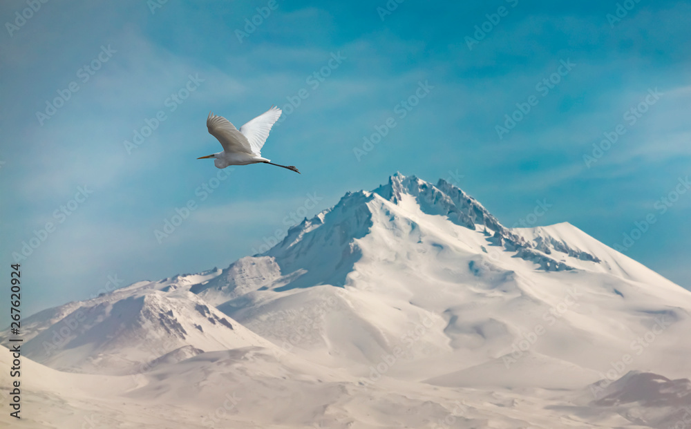 Stork flying over a snowy mountain Stork flying over a snowy mountain