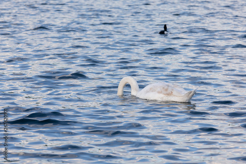 Photography White Swan on water in central london