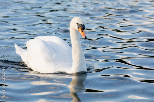 Photography White Swan on water in central london