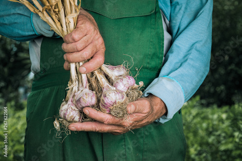 Organic vegetables. Fresh organic garlic in the hands of farmers. Garlic harvest, autumn harvest.