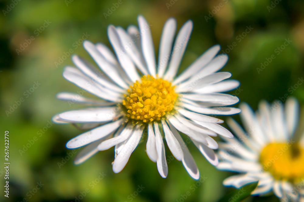 Florecillas Florecillas