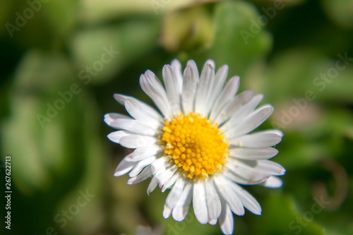 Florecillas