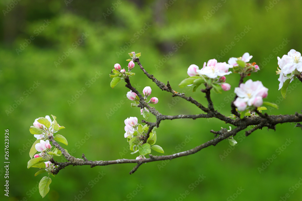 Beautiful flowers on the apple tree, spring flowers. Blossom apple tree. Beautiful flowers on the apple tree, spring flowers. Beautiful flowers on the apple tree, spring flowers. Blossom apple tree. Beautiful flowers on the apple tree, spring flowers.