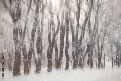 forest snow blurred background   winter landscape snow-covered forest  trees and branches in winter weather