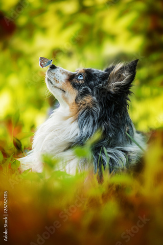 Photography Miniatur australian shepherd dog with butterfly on the nose