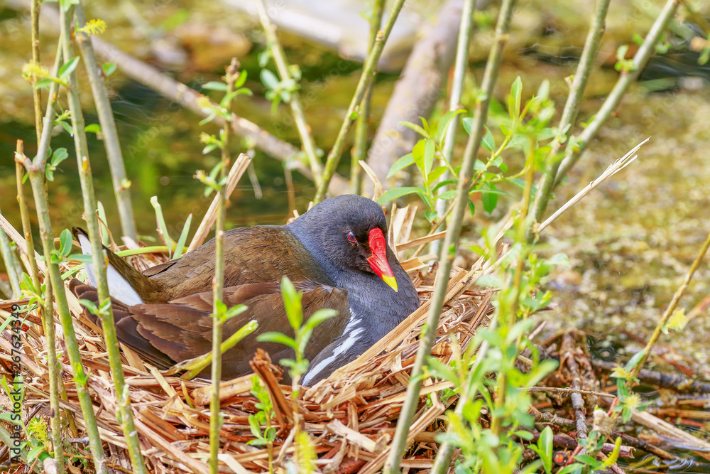 Moorhen, Gallinula Chloropus in the city center Moorhen, Gallinula Chloropus in the city center