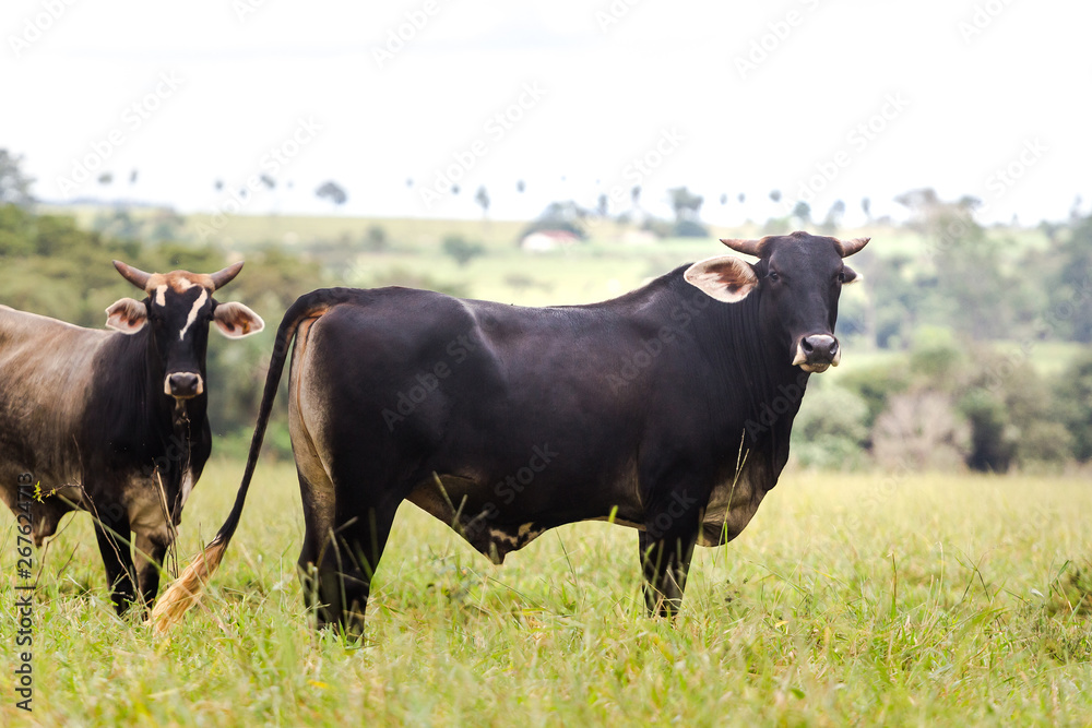 Cattle in farm of Brazil. Cattle breeding (cattle breeding) is part of the country's economy Cattle in farm of Brazil. Cattle breeding (cattle breeding) is part of the country's economy