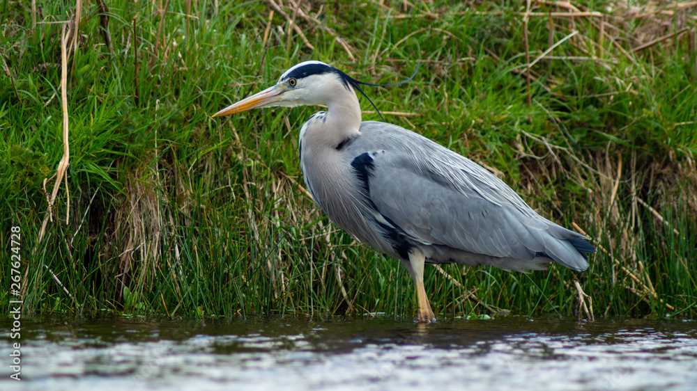 Fototapeta premium Large Grey Heron, Ardeidae, Single Bird Close Up, eyeline low angle view, searching for food, fishing, on riverbank