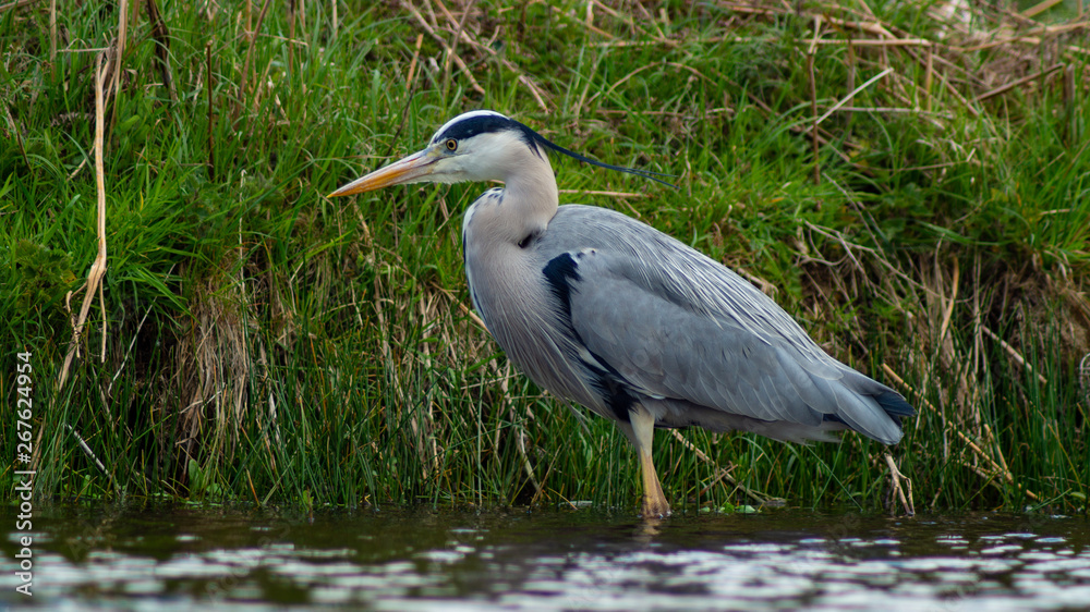 Large Grey Heron, Ardeidae, Single Bird Close Up, eye line low angle view Large Grey Heron, Ardeidae, Single Bird Close Up, eye line low angle view