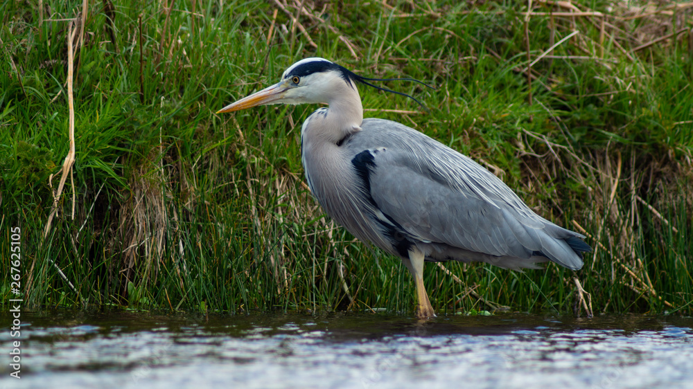 Large Grey Heron, Ardeidae, Single Bird Close Up, eyeline low angle view, searching for food on riverbank Large Grey Heron, Ardeidae, Single Bird Close Up, eyeline low angle view, searching for food on riverbank