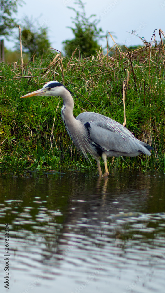 Obraz premium Large Grey Heron, Ardeidae, Single Bird Close Up, eyeline low angle view, searching for food, fishing, on riverbank