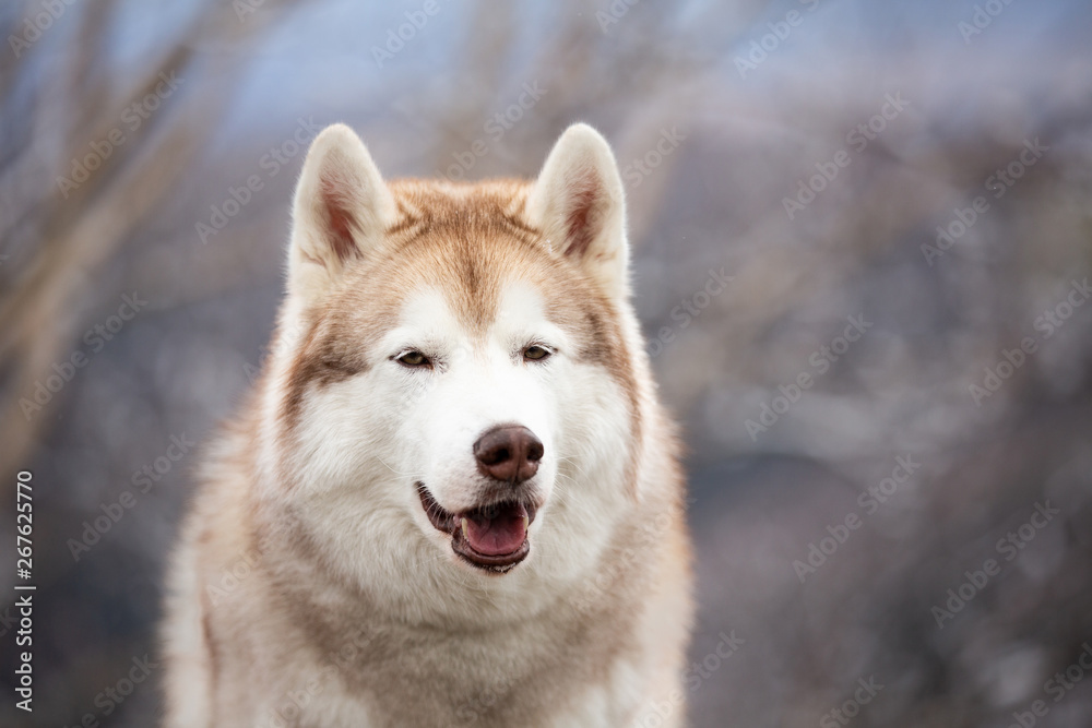 Gorgeous and free Siberian Husky dog sitting in the forest in spring on snowy day