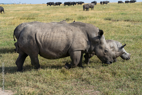 Rhino and baby walking through grass