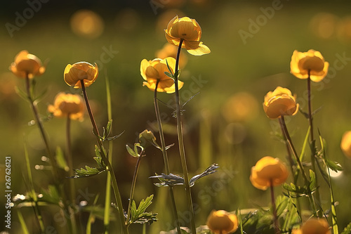 nature background flowers yellow / beautiful spring nature photo, tinted vintage flowers design