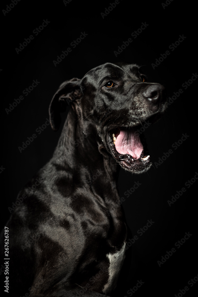 Black great dane in black background smile yawling Black great dane in black background smile yawling