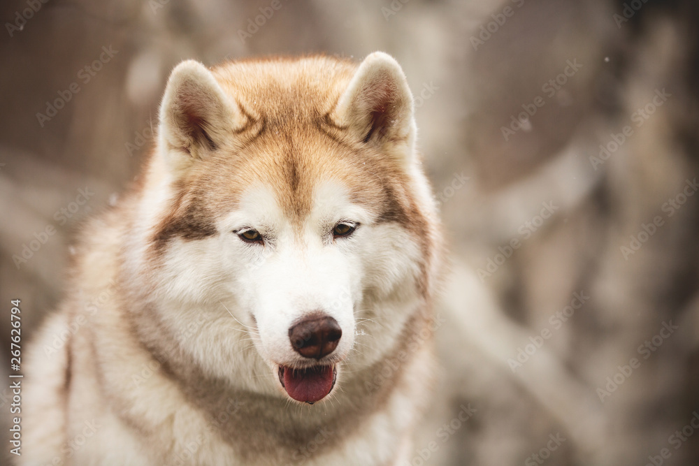 Beautiful and happy Siberian Husky dog sitting in the forest in spring on snowy day