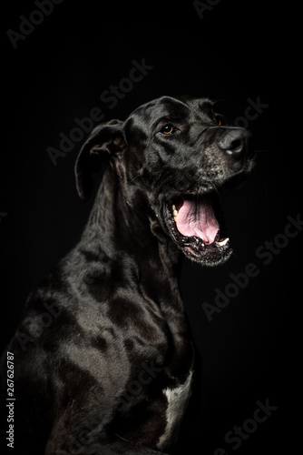 Black great dane in black background smile yawling