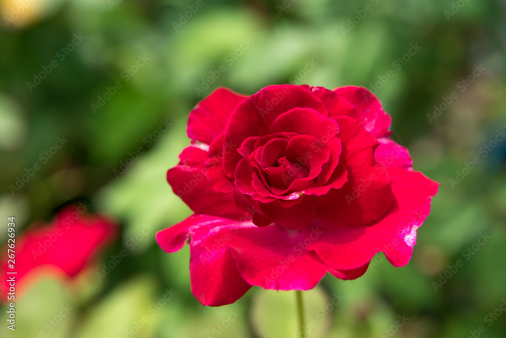 Close up red of Floribunda rose flower