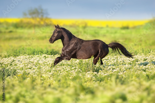 Black horse run gallop on flowers meadow