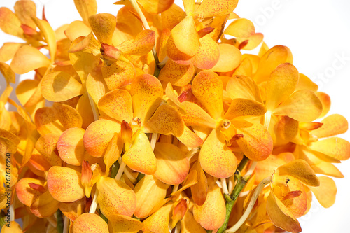 beautiful orange orchid flower.