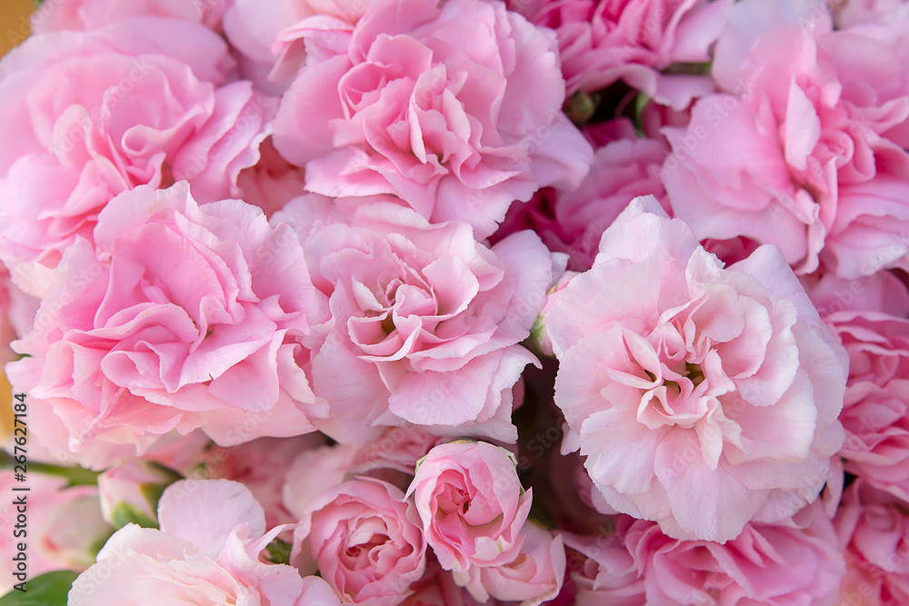Close up petal of pink Carnation flower background.