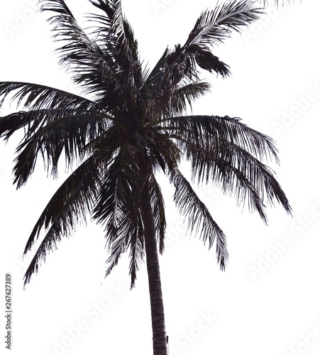 palm tree isolated on white background