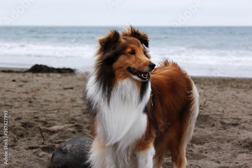 Beach Boy © Zack