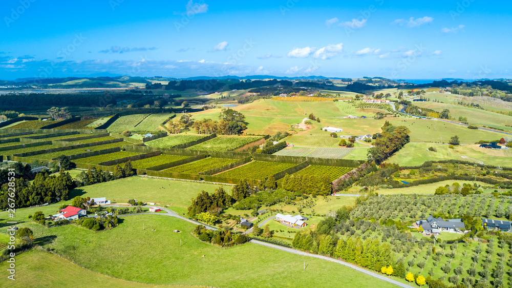 Little farms, vineyards and orchards on a sunny day. Auckland, New Zealand