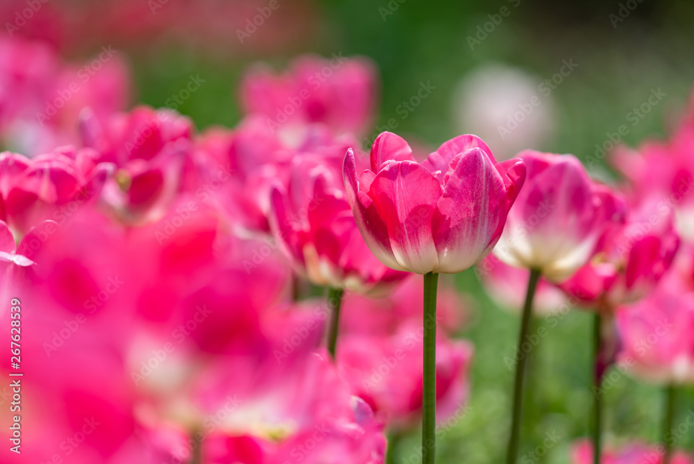 Pink tulips flower, in full bloom Pink tulips flower, in full bloom