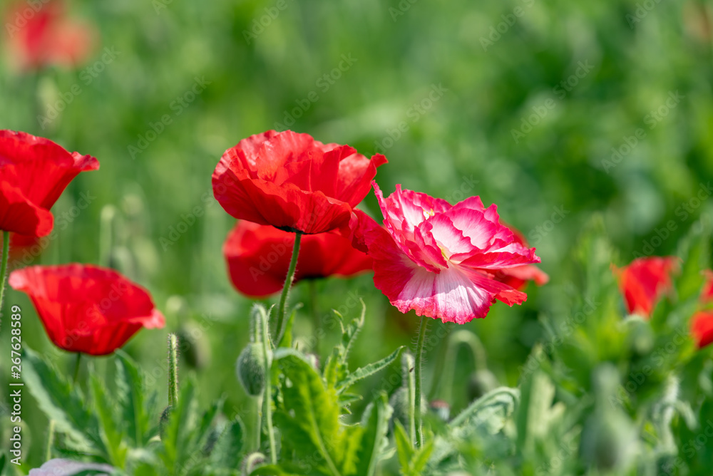 Red flower of corn poppy, Papaver rhoeas Red flower of corn poppy, Papaver rhoeas