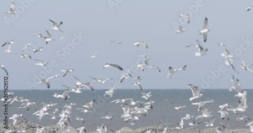 gulls, in background the North Sea on a sunny day photo