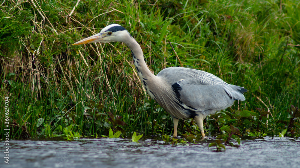 Large Grey Heron, Ardeidae, Single Bird Close Up, eye-line low angle water level view searching for food, fishing on riverbank Large Grey Heron, Ardeidae, Single Bird Close Up, eye-line low angle water level view searching for food, fishing on riverbank
