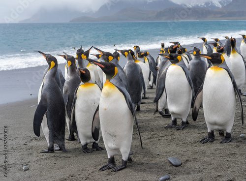 Group of king penguins standing on beach
