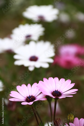 schoene Blumen