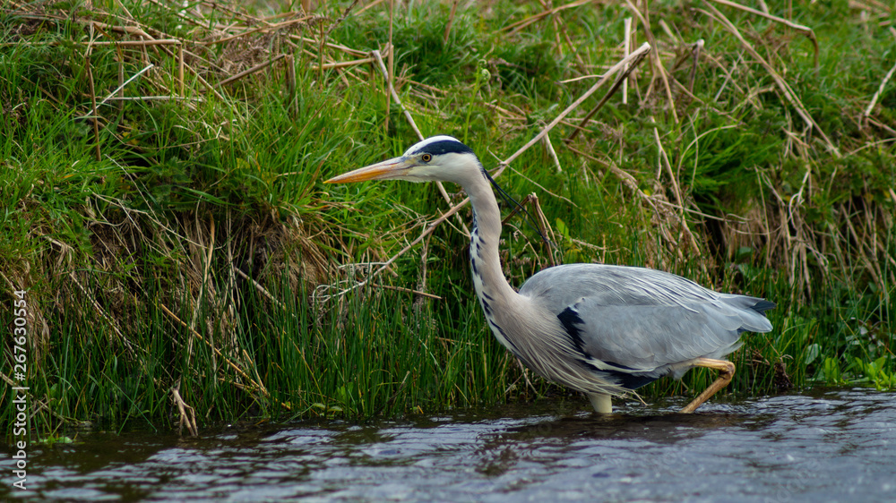 Fototapeta premium Large Grey Heron, Ardeidae, Single Bird Close Up, eye line low angle water level view, searching for food on riverbank