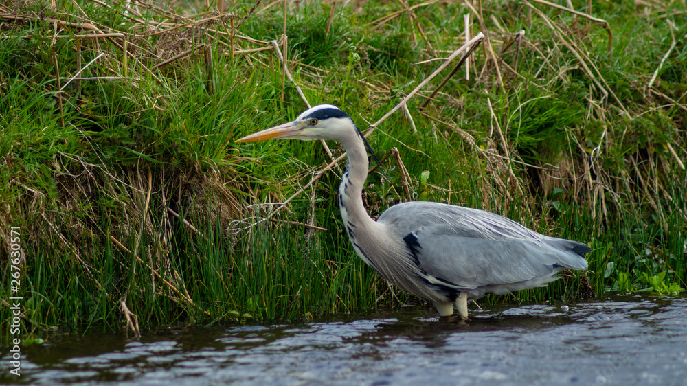 Large Grey Heron, Ardeidae, Single Bird Close Up, eyeline low angle view, searching for food, fishing, on riverbank Large Grey Heron, Ardeidae, Single Bird Close Up, eyeline low angle view, searching for food, fishing, on riverbank