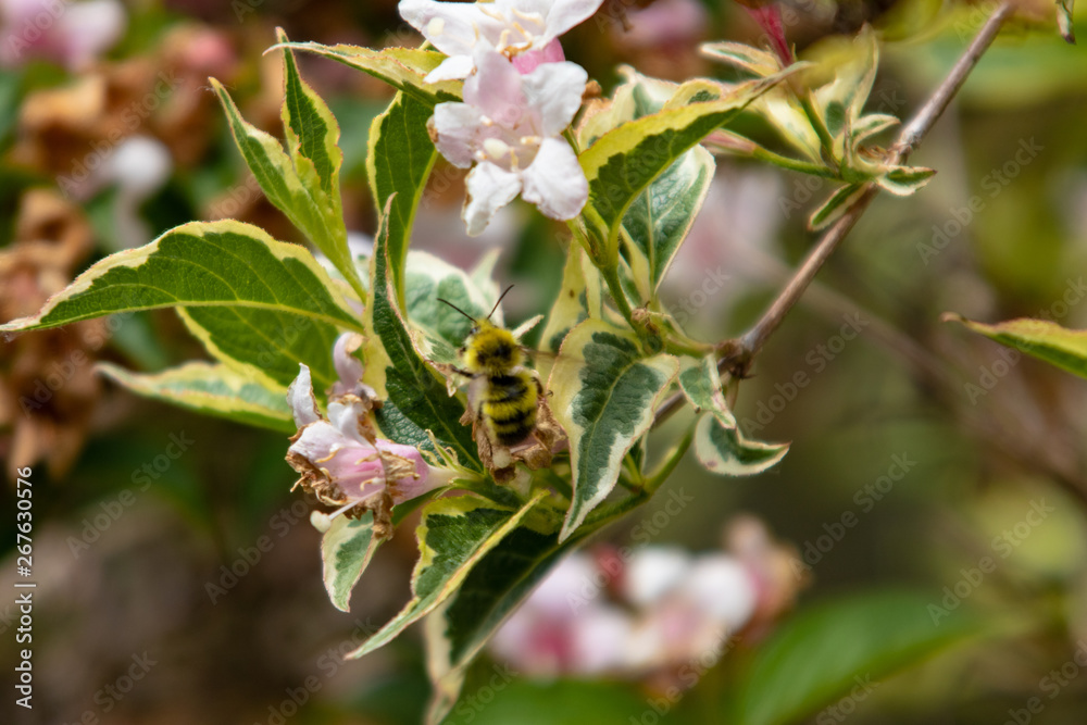 Obraz premium Bee on a flower.