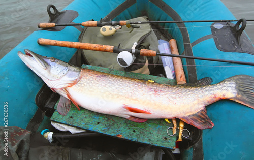 Big pike lies in an inflatable boat. tackle and fish close-up. Multiplier and spinning.